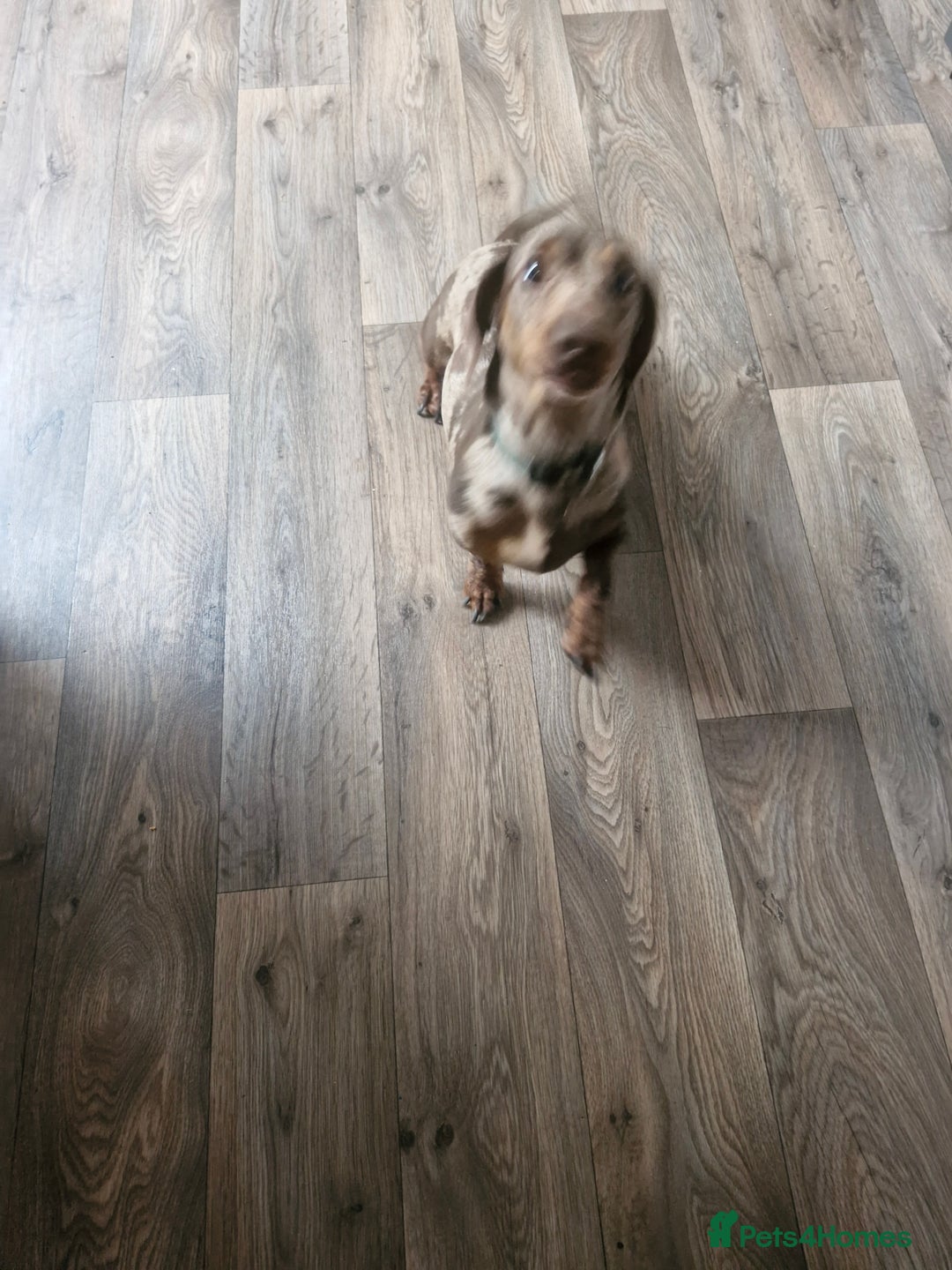 Miniature Dachshund dogs for sale: Miniature dachshund  - Image 2