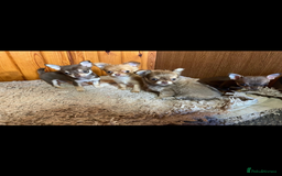 Chihuahua dogs for sale: 💥Adorable puppies💥 - Image 2