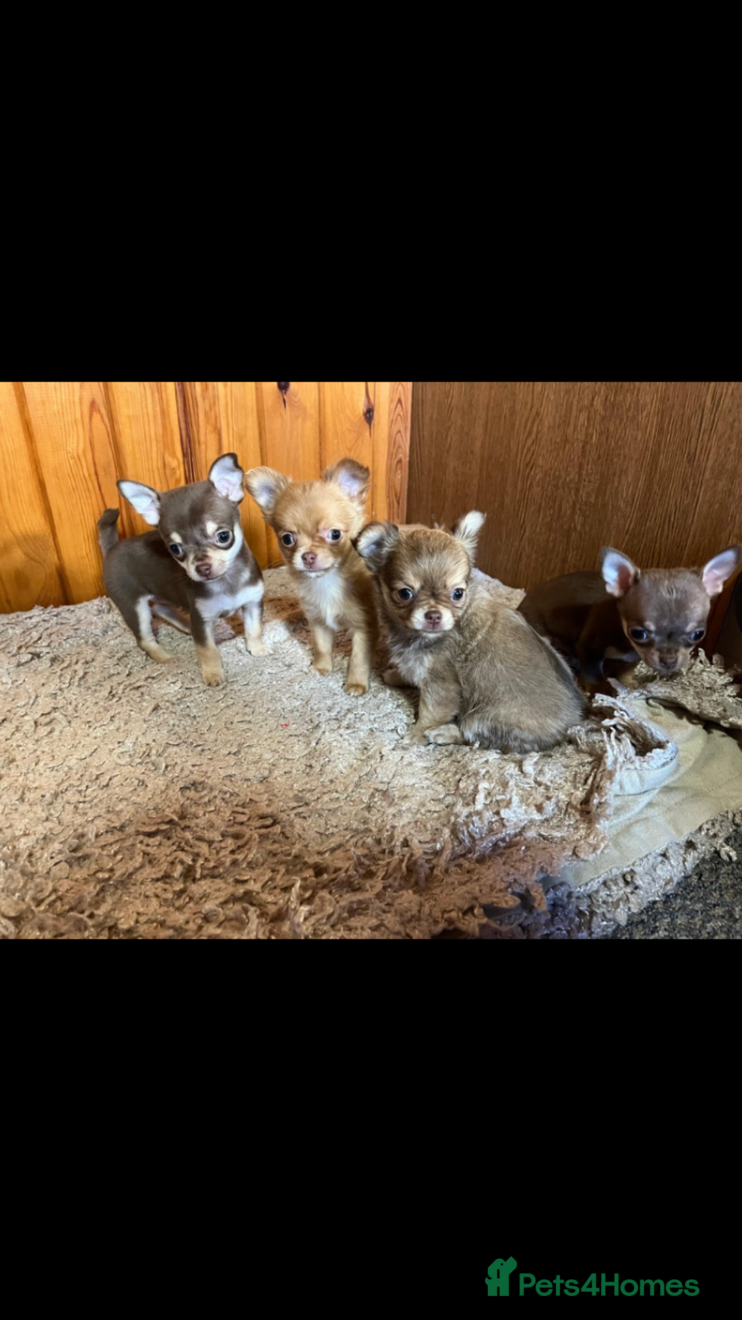 Chihuahua dogs for sale: 💥Adorable puppies💥 - Image 2