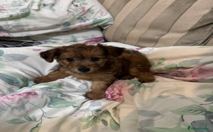 Yorkiepoo dogs - Advert 1