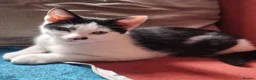 Mixed Breed cats for sale: Beautiful Playful Kittens Looking for Loving Homes in Crewkerne - Advert 10