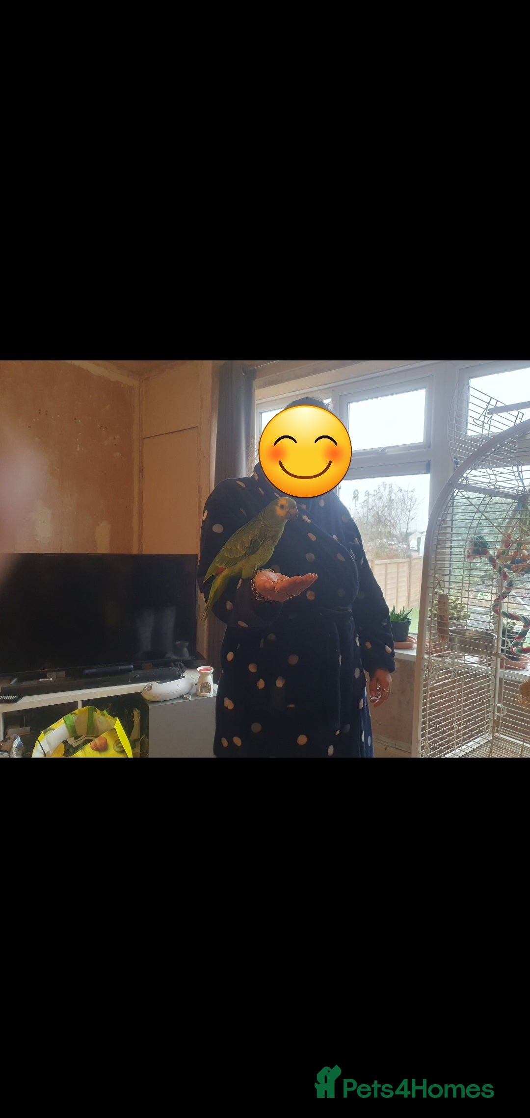 Parrots birds for sale: Blue fronted amazon  - Image 2