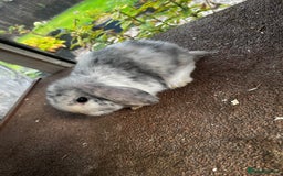 Mini Lop rabbits for sale: Two female mini lops for sale - Image 4