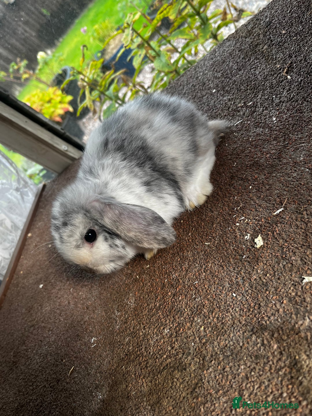 Mini Lop rabbits for sale: Two female mini lops for sale - Image 4