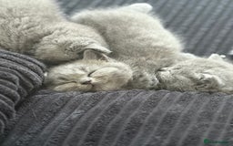 British Shorthair cats for sale: British shorthair kittens for sale  - Image 2