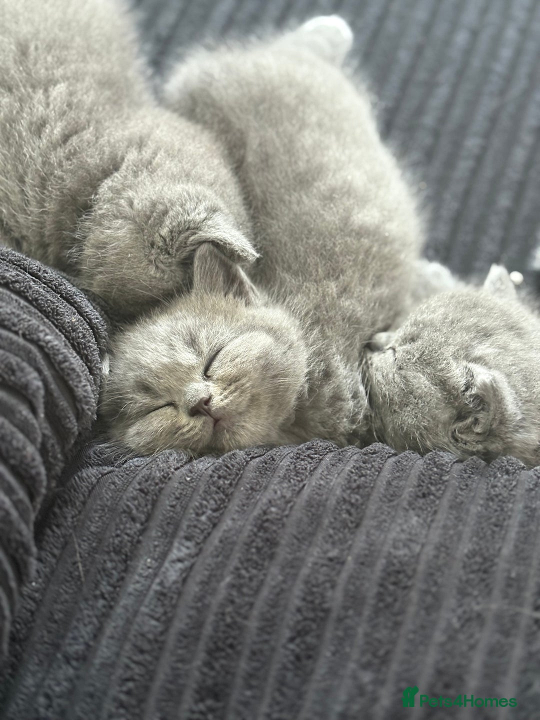British Shorthair cats for sale: British shorthair kittens for sale  - Image 2