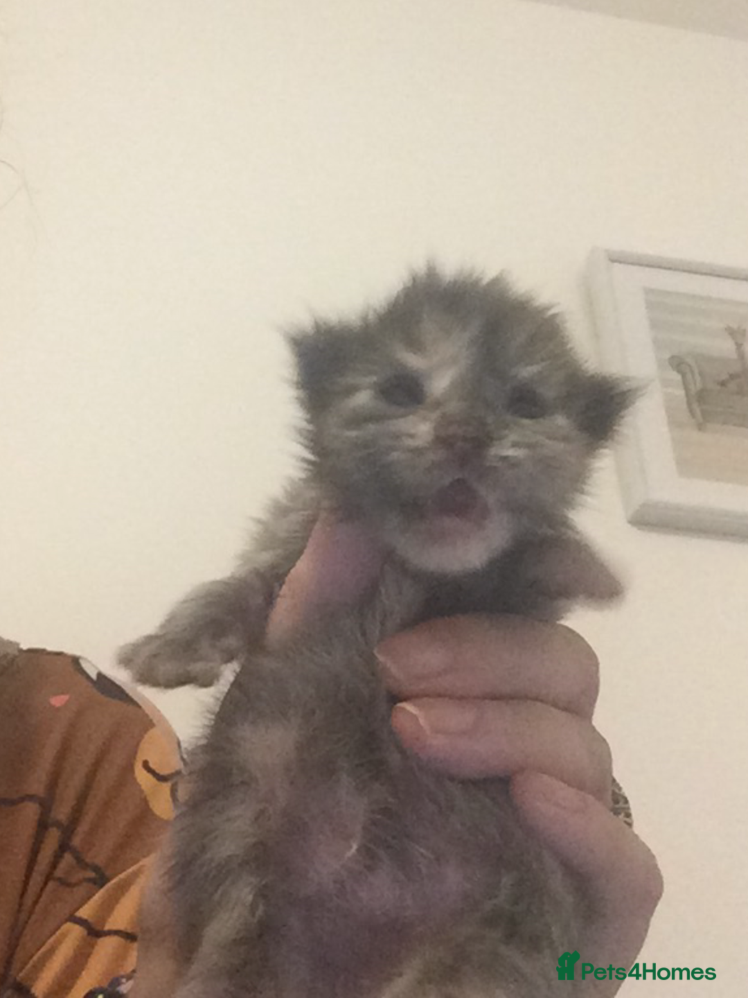 Maine Coon cats for sale: White Maine Coon GCCF - Image 21