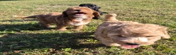 Cockapoo dogs for sale: Gorgeous cockapoos - Advert 11