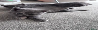 Grey with white and ginger patches 