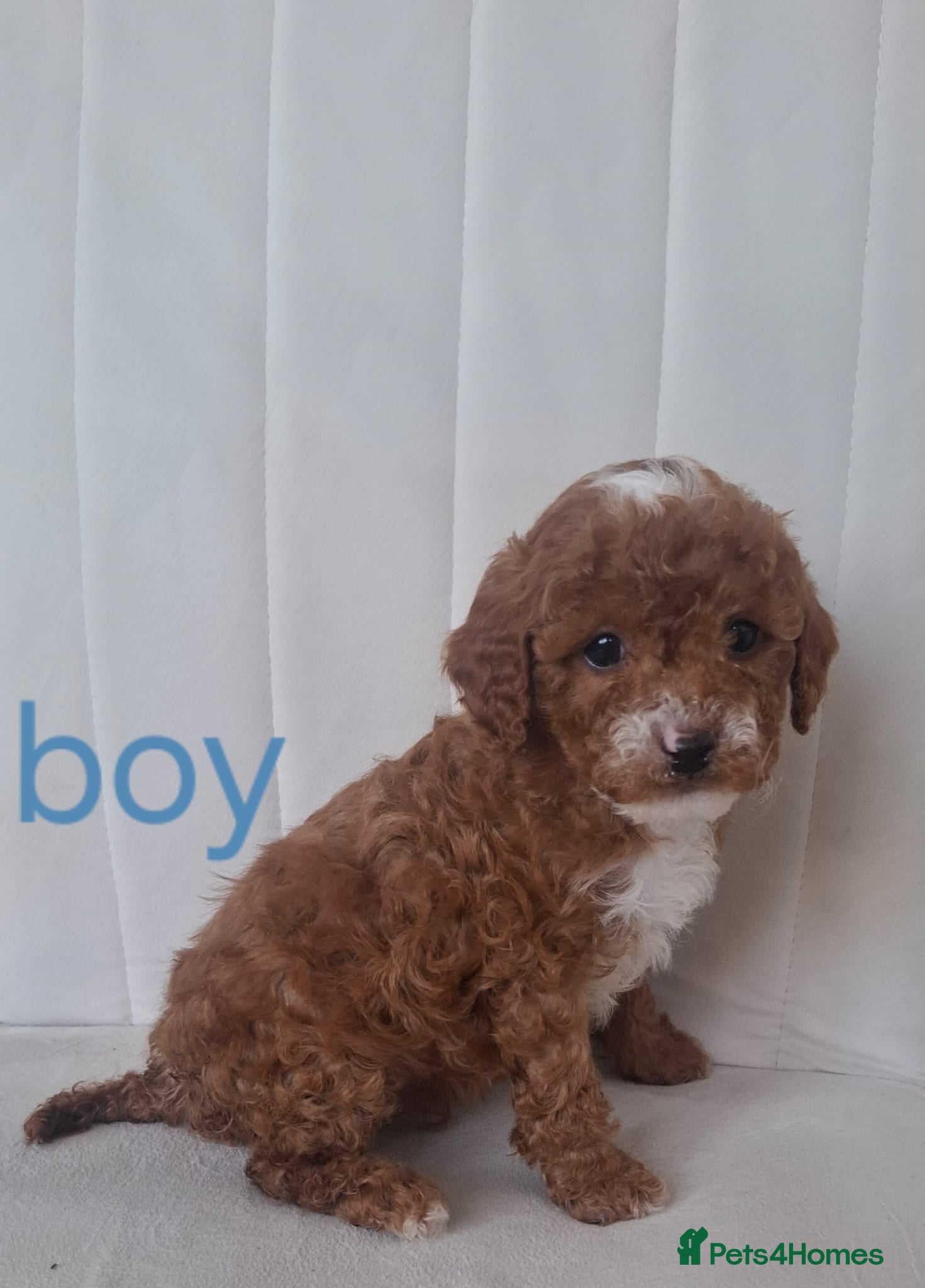 Cavapoo dogs Cavapoo beautiful 😍 litter rare fox red ♥️  - Advert 1