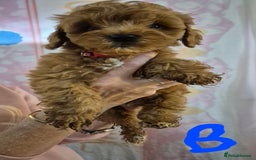 Cockapoo dogs for sale: Cockapoo F1b mini - Image 11