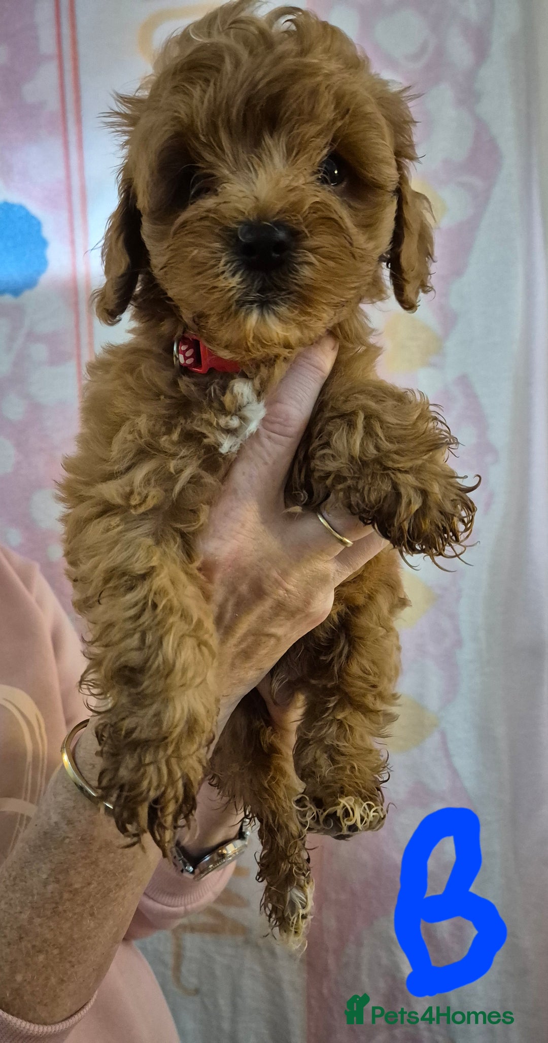 Cockapoo dogs for sale: Cockapoo F1b mini - Image 11