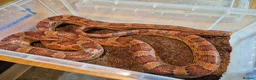 Corn Snake reptiles for sale: 5 Corn Snakes ready to leave  in Wisbech - Advert 5
