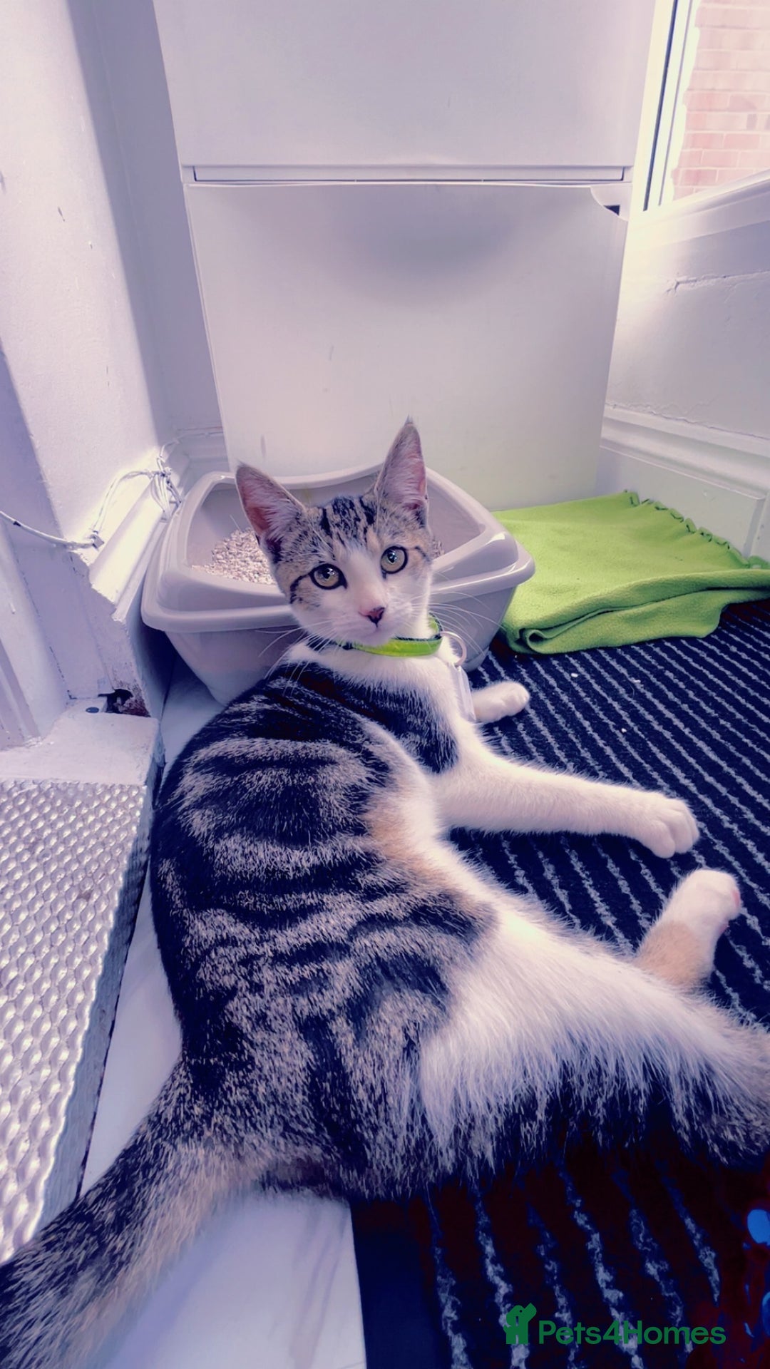 Domestic Shorthair cats for sale: Domestic short hair cat male - Image 8