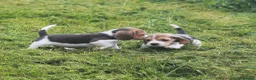 Beagle dogs for sale: READY NOW KENNEL CLUB REG BEAGLE PUPPIES - Advert 10