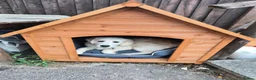 Golden Retriever dogs for sale: 7 month old golden retriever in Shrewsbury - Advert 5