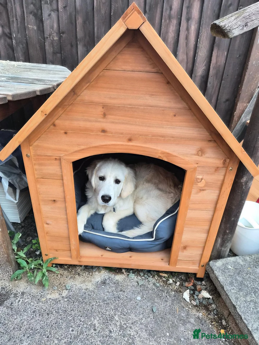 Golden Retriever dogs for sale: 7 month old golden retriever in Shrewsbury - Advert 5