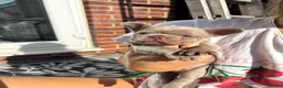 French Bulldog dogs for sale: Stunning French Bulldog Puppies – Family Raised in Durham - Advert 14