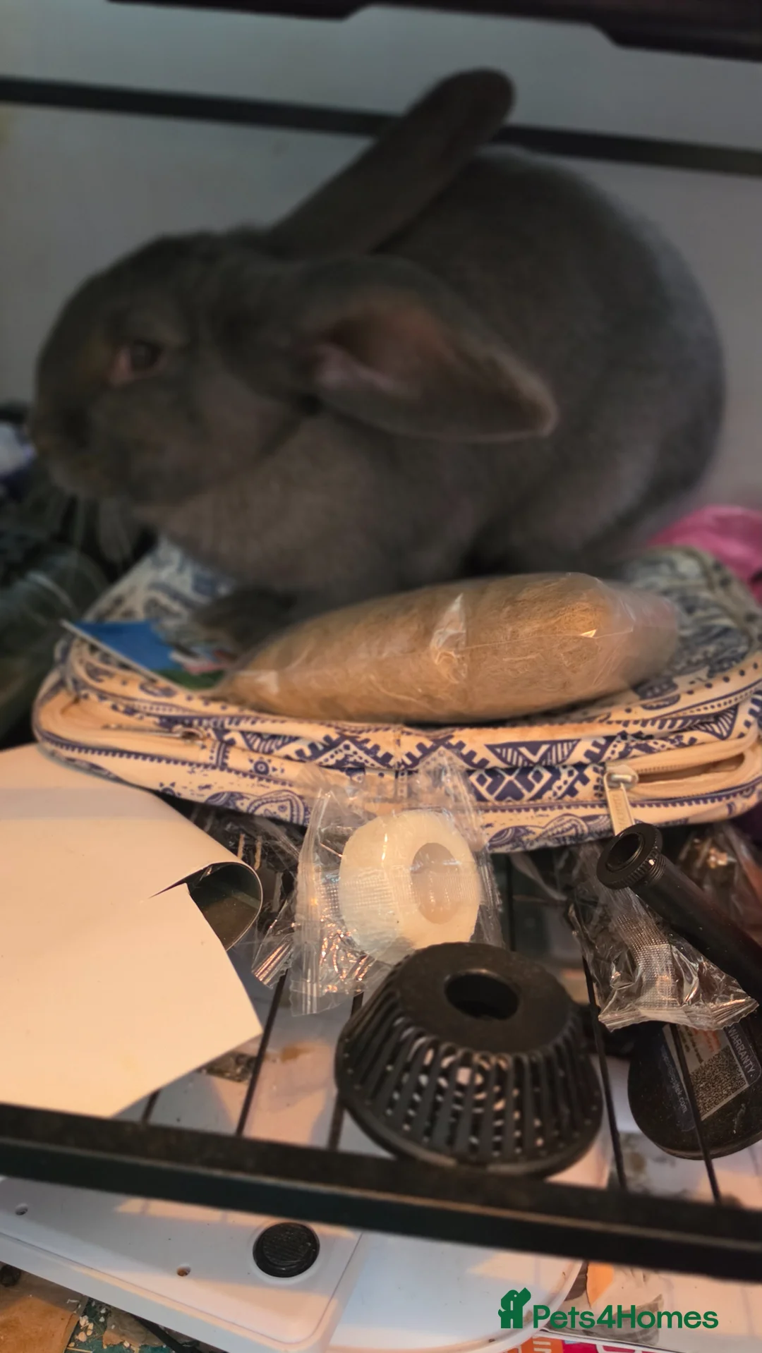 Continental Giant rabbits for sale: Beautiful blue giant continental giant rabbit - Advert 12