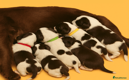 Cocker Spaniel dogs for sale: Cocker Spaniel Puppies  for sale - Image 1