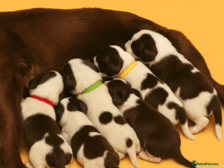 Cocker Spaniel dogs - Advert 18