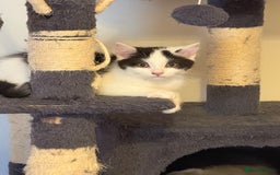 Mixed Breed cats for sale: British shorthair 5 mix kittens  - Image 7