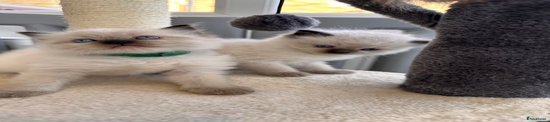 Dark green collar boy 