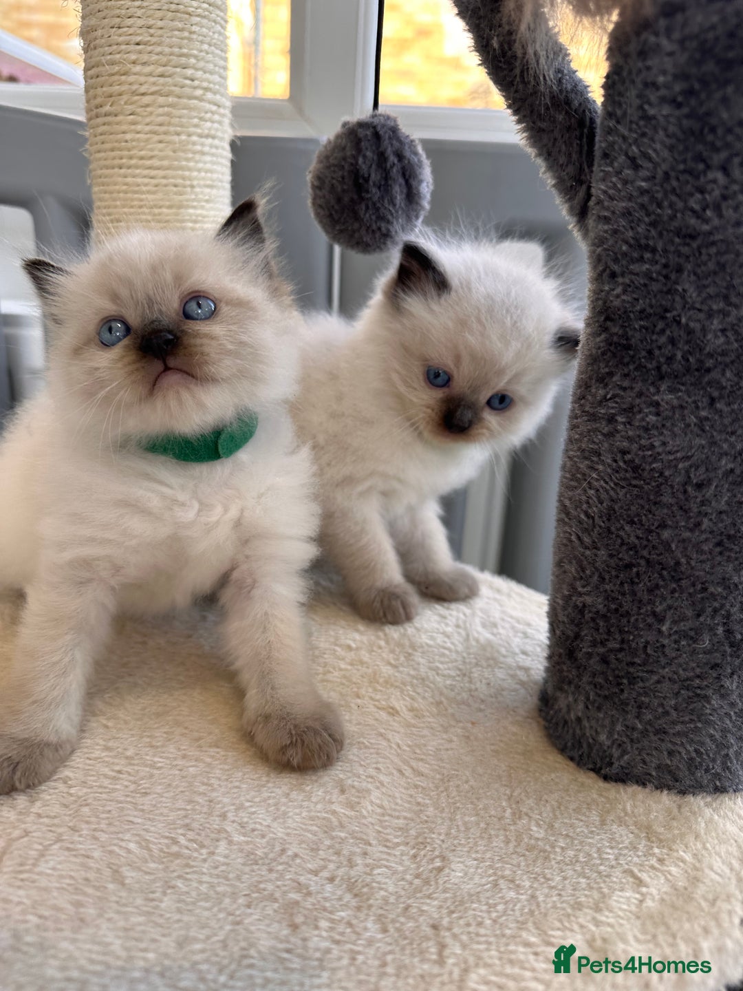 Ragdoll cats for sale: 💗Beautiful ragdoll kittens 💙 - Image 20