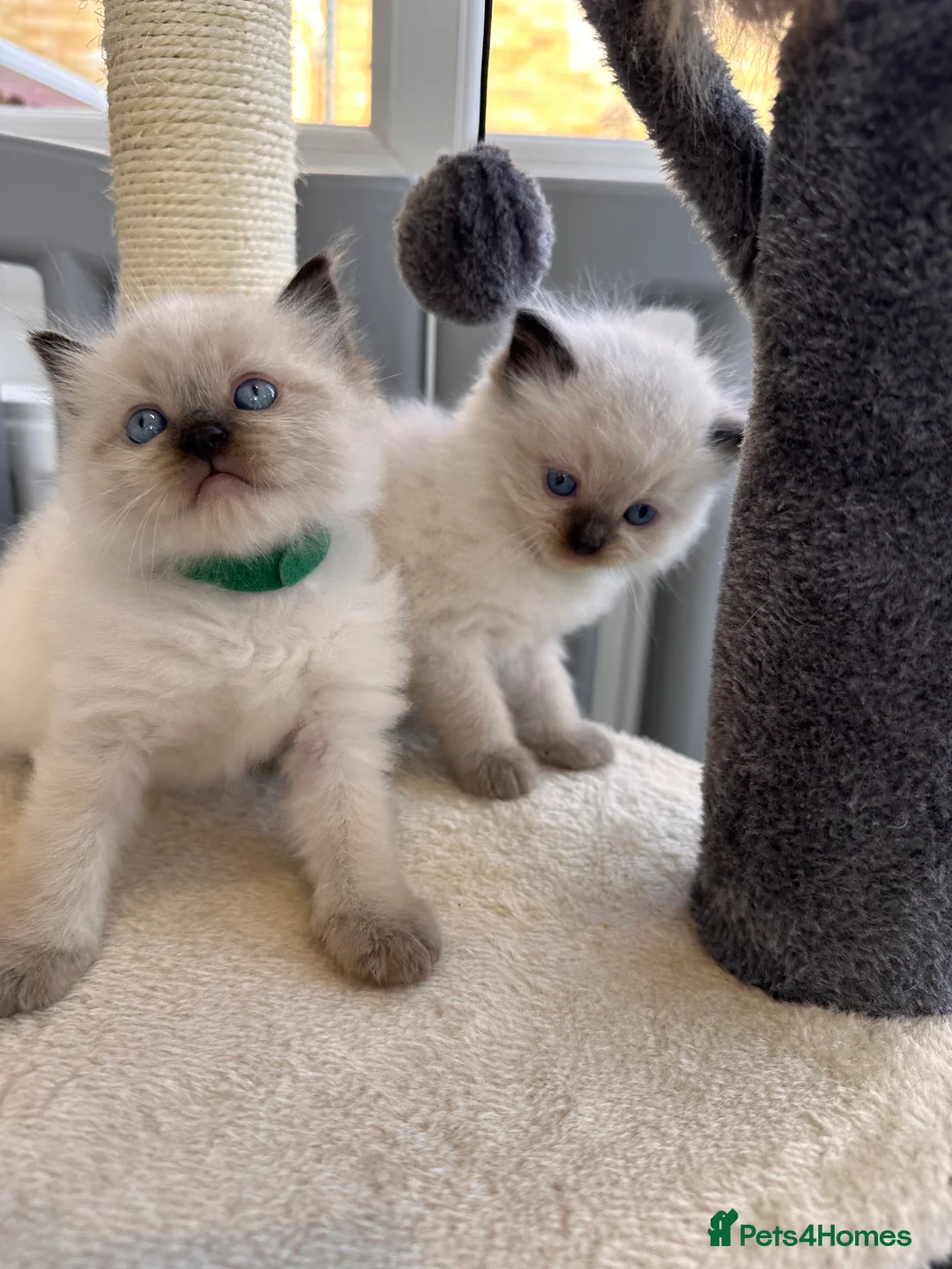 Ragdoll cats for sale: Now reserved  - Advert 11