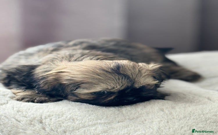 Shih Tzu dogs - Advert 15
