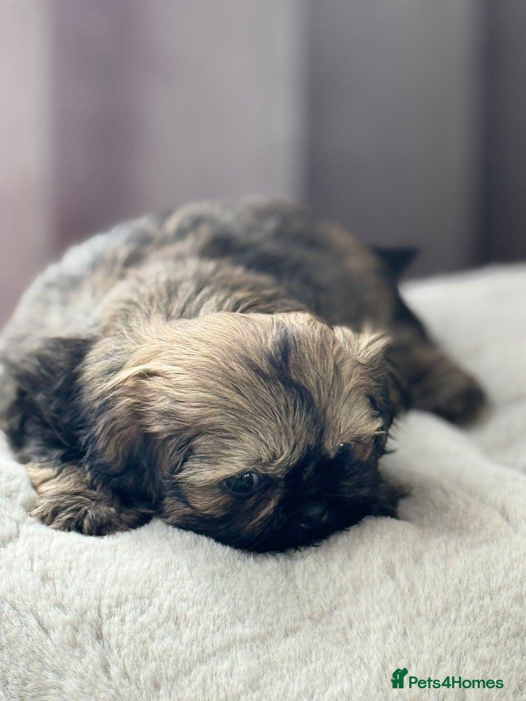 Shih Tzu dogs for sale: Shihtzu pups  - Image 4