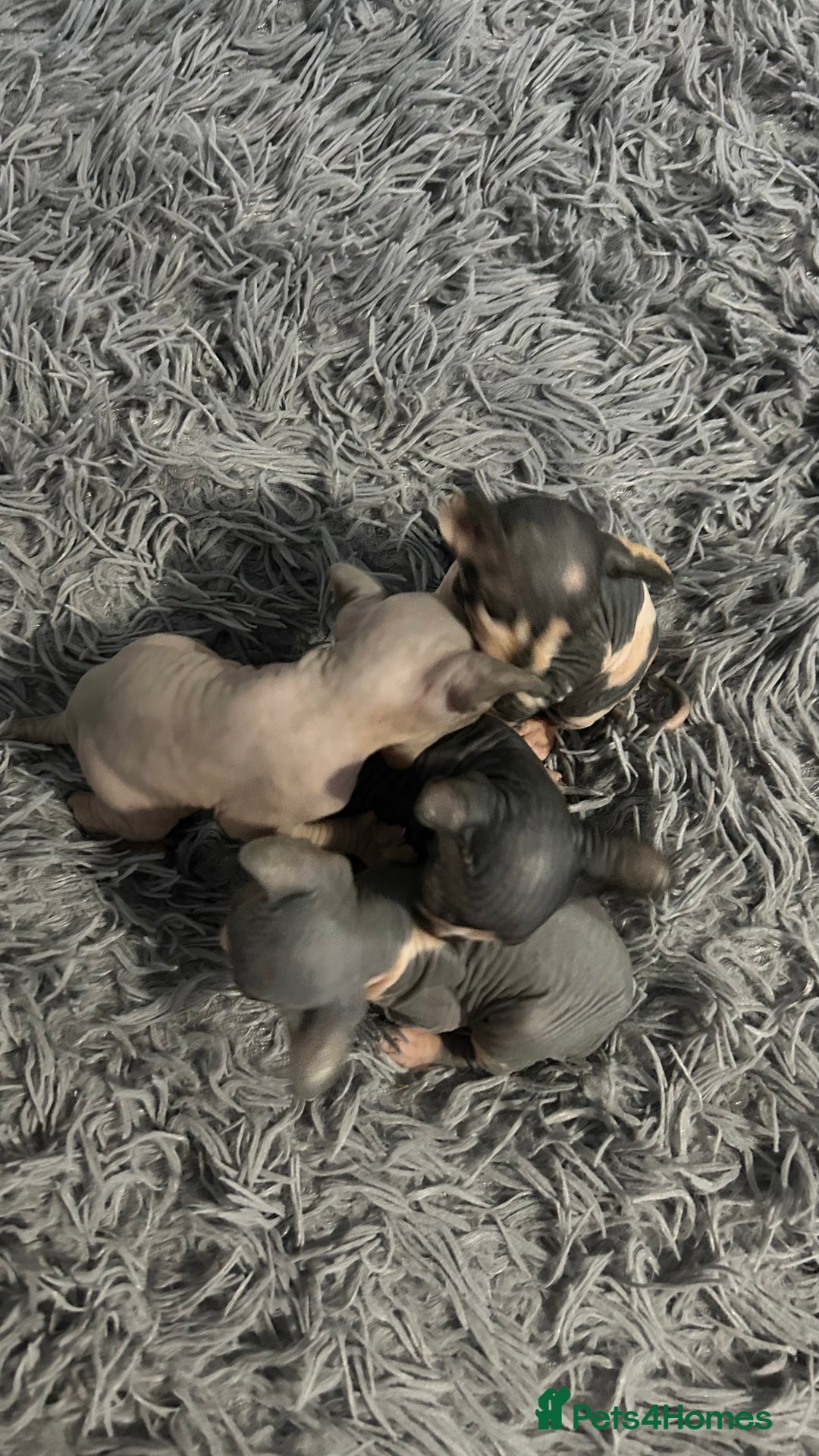 Sphynx cats for sale: Amazing colour Sphynx - Image 10