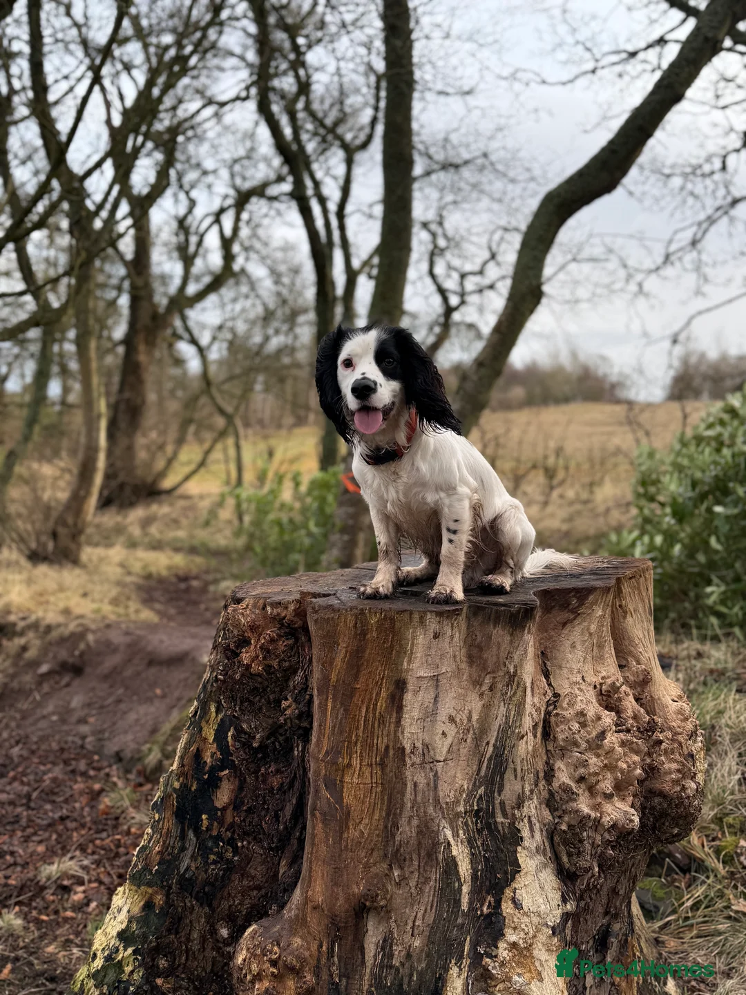 Cocker Spaniel dogs for stud: Proven Working cocker spaniel for stud  in Montrose - Advert 1