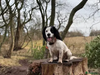 Cocker Spaniel dogs Proven Working cocker spaniel for stud in Montrose - Advert 7