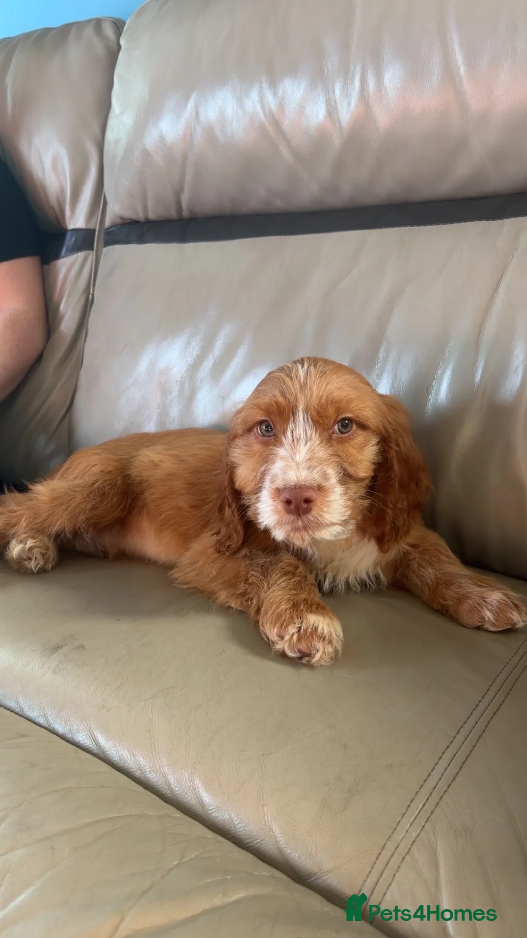 Cockapoo dogs for sale: Cockapoo puppys - Advert 1