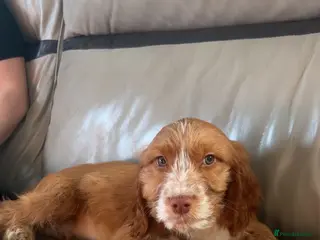 Cockapoo dogs Cockapoo puppys - Advert 1