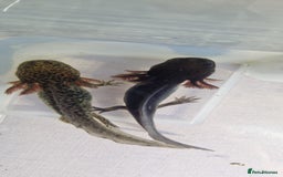Axolotl reptiles for sale: Axolotls - Image 17