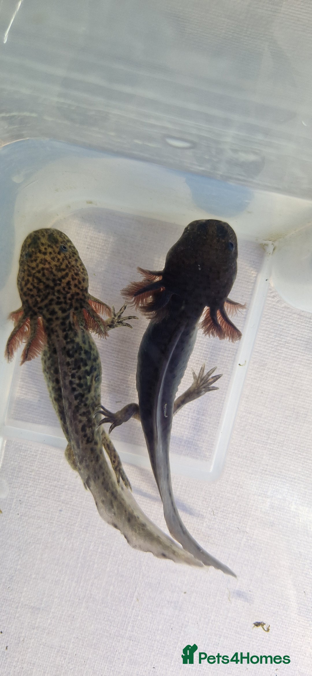 Axolotl reptiles for sale: Axolotls - Image 17