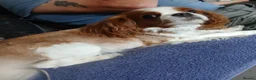 Cavapoo dogs for sale: Beautiful cavapoos - Advert 16