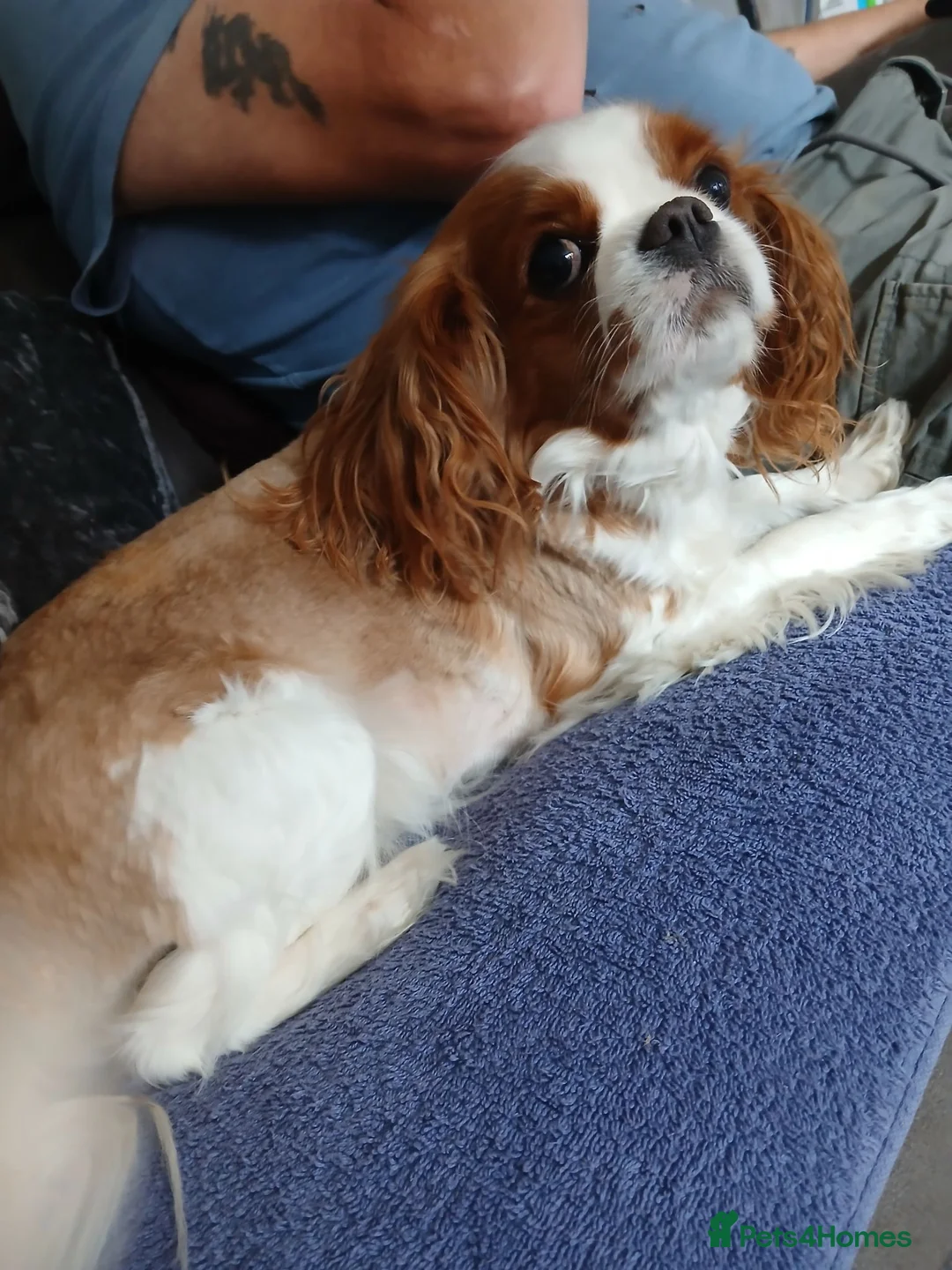 Cavapoo dogs for sale: Beautiful cavapoos - Advert 16