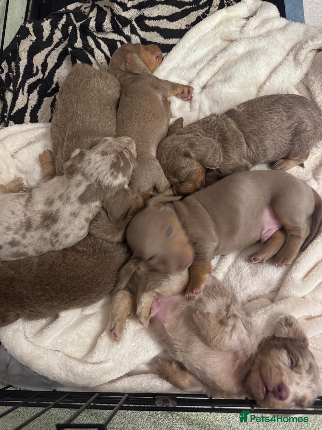Miniature Dachshund dogs for sale: Gorgeous Miniature Daschunds  - Image 17