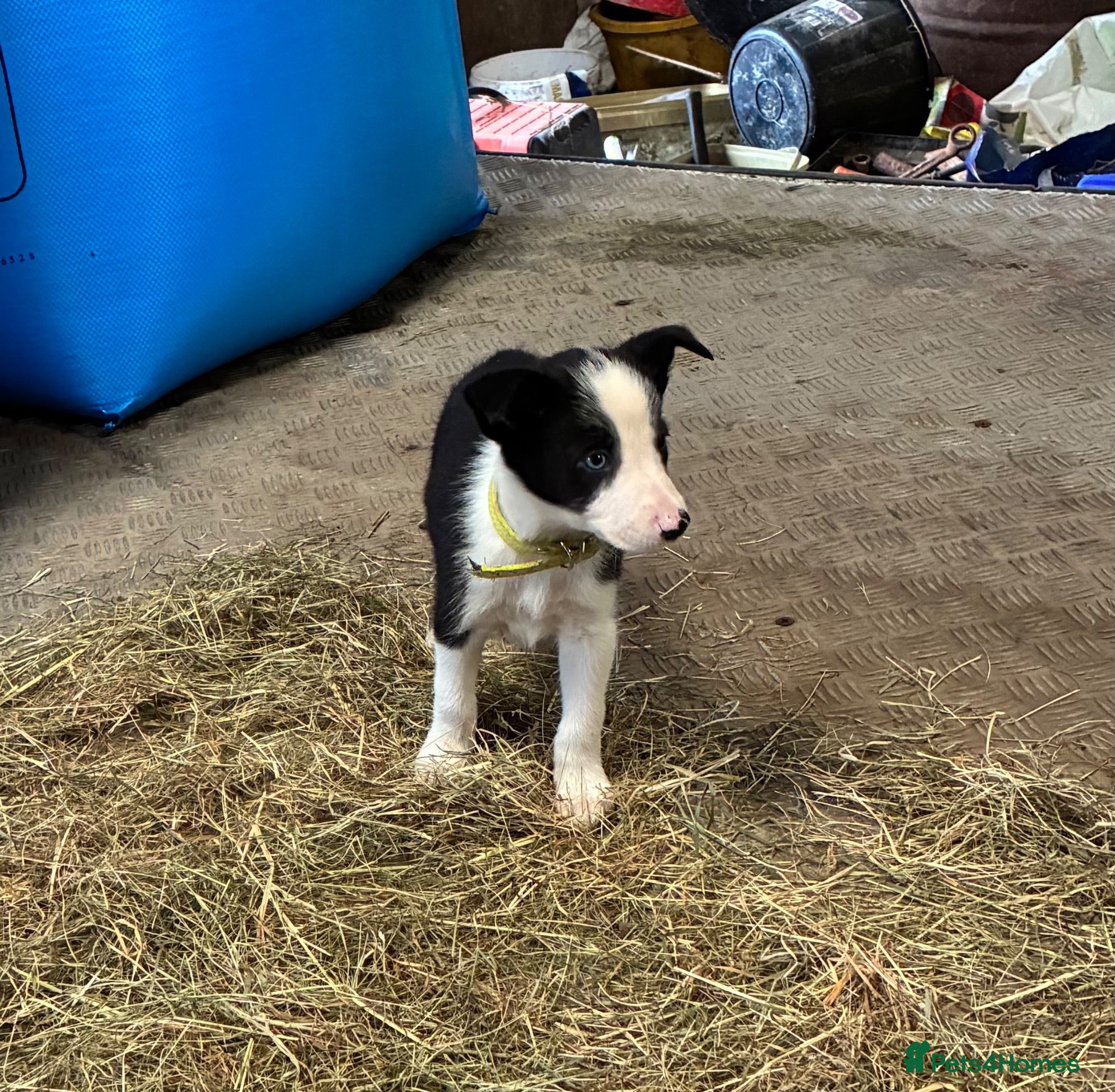 Border Collie dogs Border Collie Pups - Farm reared from working dogs - Advert 2
