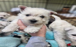 West Highland Terrier dogs for sale: STUNNING HEALTH CHECKED PUPPIES  - Image 2