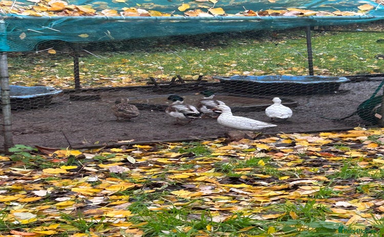 Ducks poultry - Advert 1