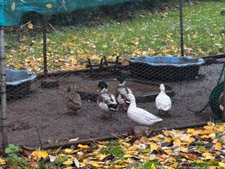 Ducks poultry - Advert 1