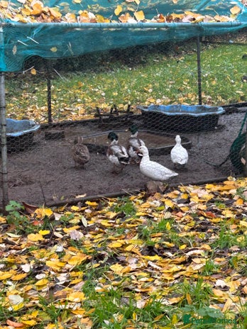 Ducks poultry - Advert 1