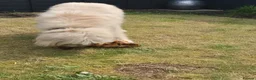 Italian Spinone dogs for sale: Spinone  in Skelmersdale - Advert 5