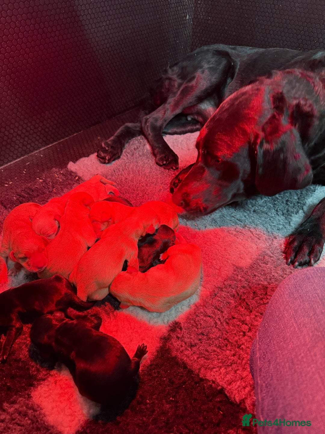 Labrador Retriever dogs for sale: KC Working Labrador Puppies - Image 2