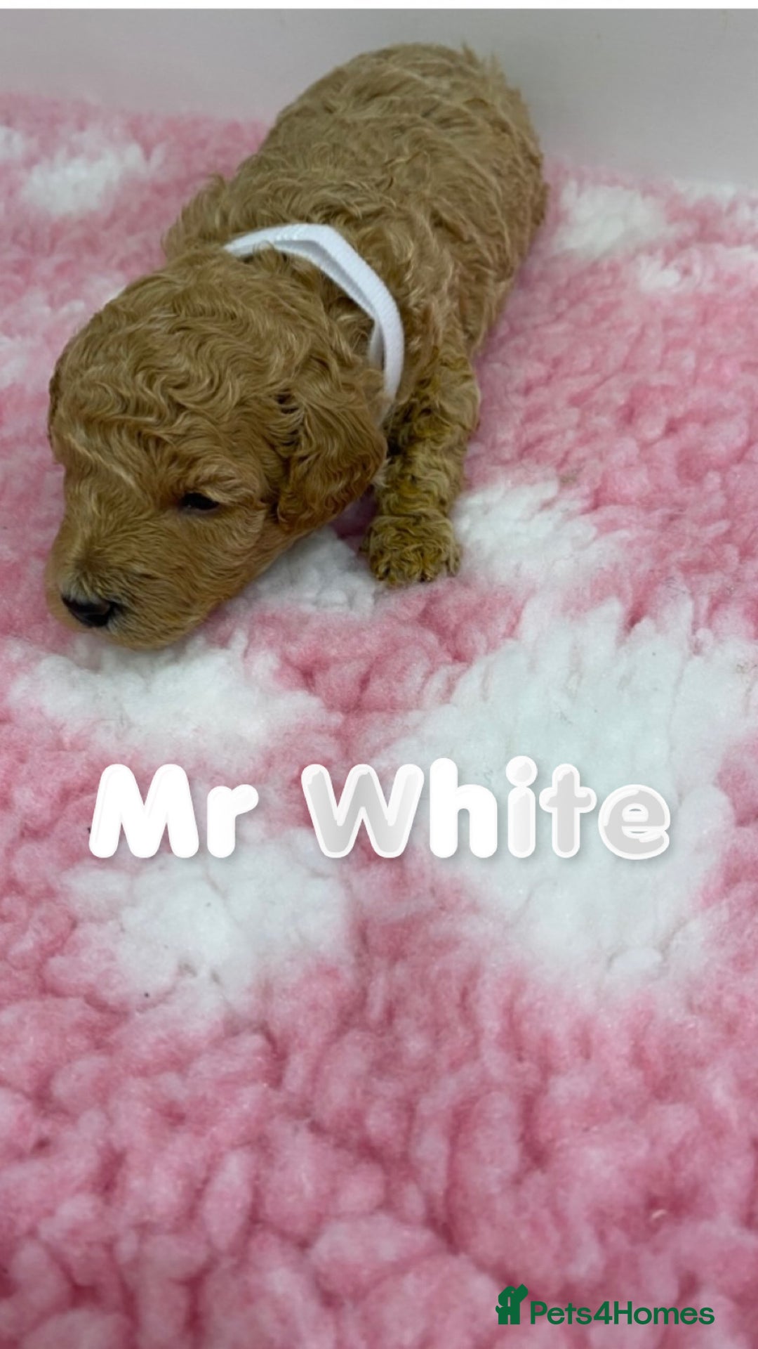 Labradoodle dogs for sale: Multi- Generation Toy/Mini parti Labradoodles   - Advert 28