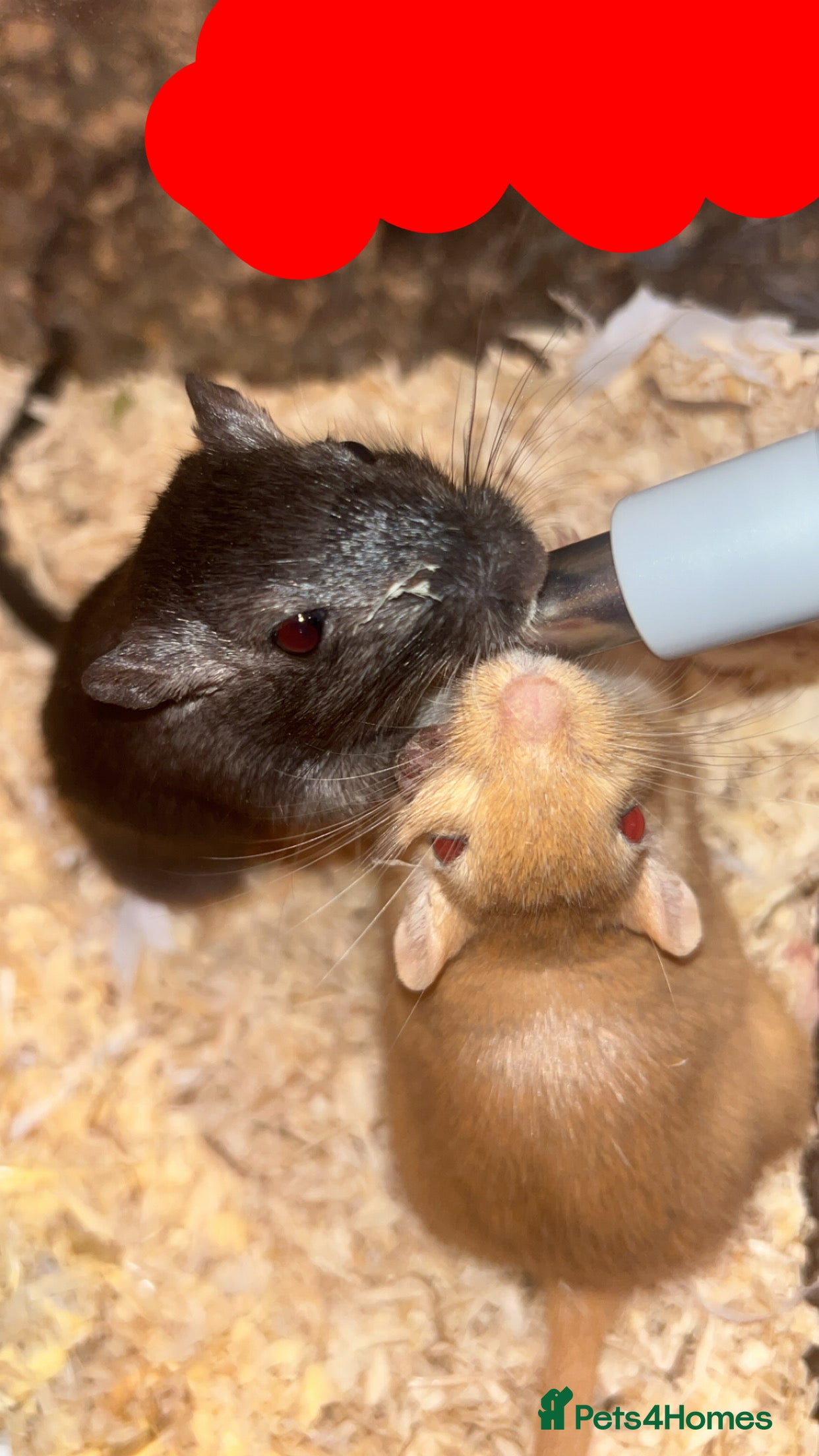 Gerbil rodents 2 female gerbils for sale - Advert 4